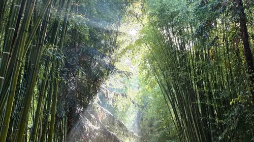 Gard : La Bambouseraie en Cévennes rouvre ses portes et dévoile les...