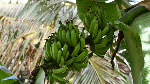 Des bananes qui poussent dans l’Hérault : l’audacieuse...