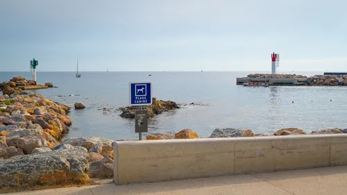 Plages autorisées aux chiens : où se baigner avec son toutou autour...