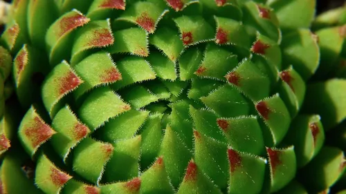 Montpellier : La Halle Tropisme se transforme (encore) en jungle...