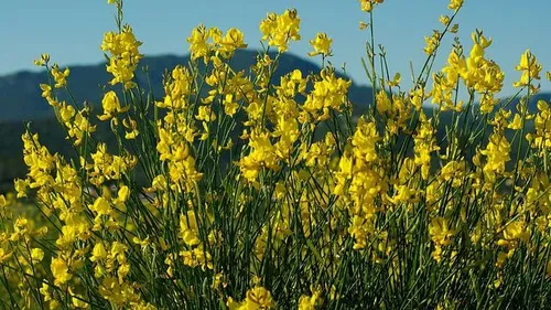 Hérault : trois massifs interdits d’accès tout l’été lors des...