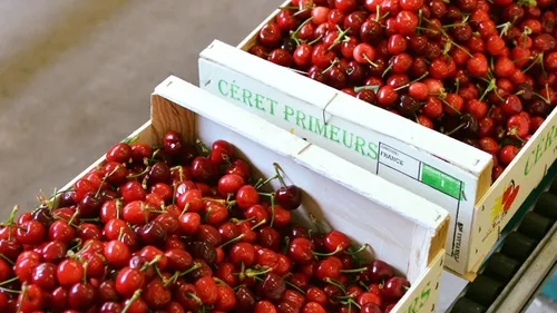 Pyrénées-Orientales : les premières cerises Françaises sont arrivées