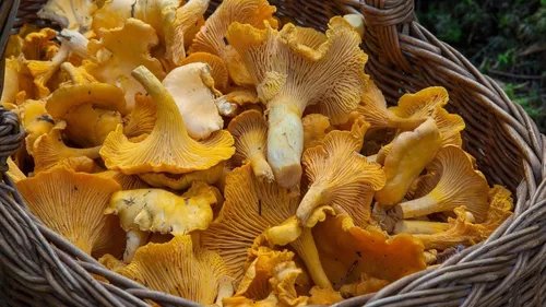 Les pluies arrivent, attention aux champignons