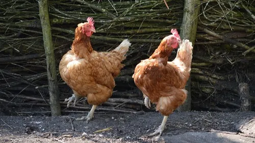 Hérault : un poulailler collectif pour réduire les déchets