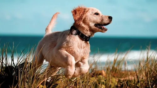 L'Occitanie, région passionnée de chiens et chats