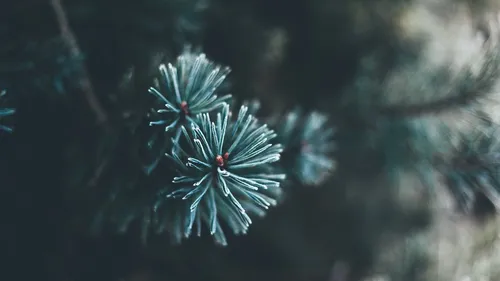 Que faire de son sapin de Noël après les fêtes ? Les solutions à...