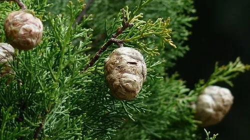 Le retour des allergies aux pollens