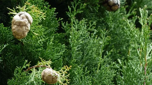 Grand Narbonne : Trois capteurs pour détecter et mesurer les pollens