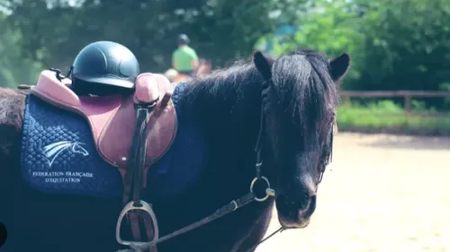 Journées du cheval en Occitanie : il reste quelques jours pour...