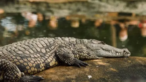 Pierrelatte : Un job dating pour passer l’été à la Ferme aux...