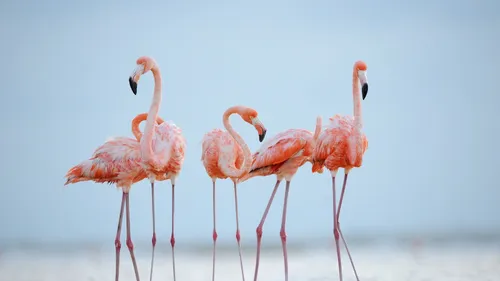 Une opération innovante pour sauver les flamants roses