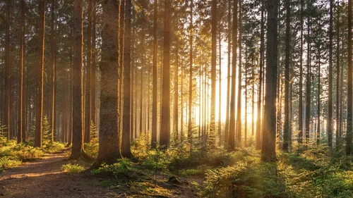Récolte de bois durable à Frontignan pour préserver la forêt