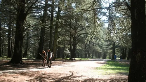 Nuit des forêts : une dizaine d’événements gratuits autour du Golfe...