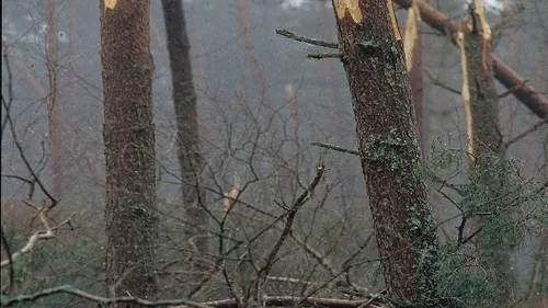 Tempête Nils : pourquoi vous devez absolument éviter les forêts...