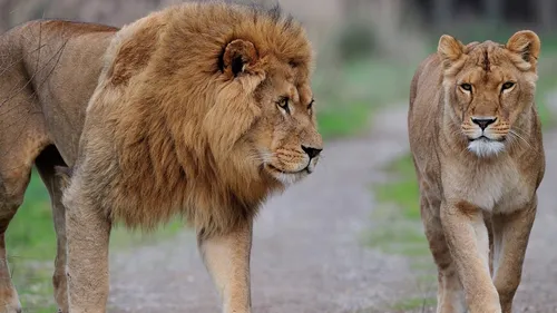 Sigean : le bel été de la réserve africaine