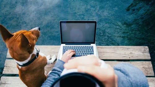 Montpellier : Liv’Vet, une app pour nous éviter le stress des...