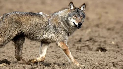 Le loup inquiète les éleveurs de la région