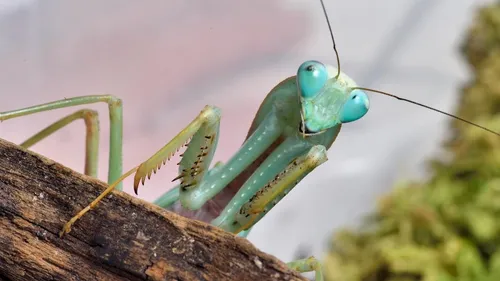 Aveyron : Micropolis rouvre ses portes avec des nouveautés