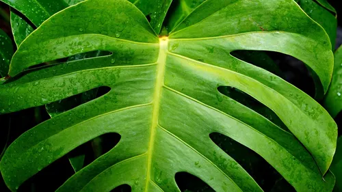 Montpellier : des plantes à partir de 0,99 € débarquent à la Halle...