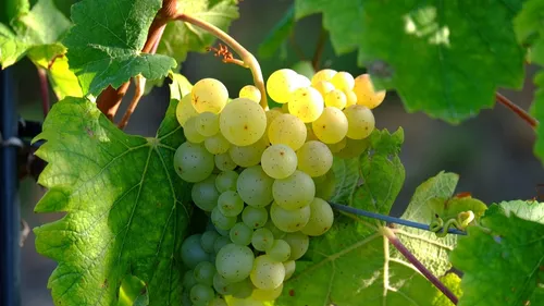 Pyrénées-Orientales : ces vignerons lancent leurs premières...