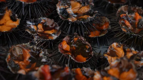 Oursinade palavasienne : les dates de ce rendez-vous gourmand et...