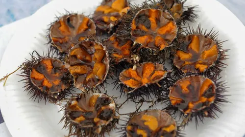 Sète : Top départ pour l’Oursinade de Thau ce vendredi !