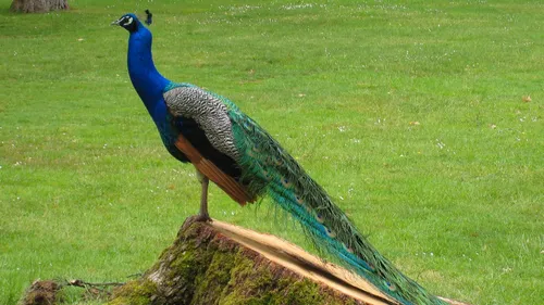 12 femelles paons volées dans l'Hérault