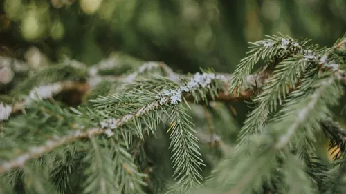 Environnement : Pourquoi il ne faut pas jeter les sapins n’importe où