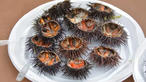 La Grande-Motte, Canet-en-Roussillon, Sète… Le calendrier des...