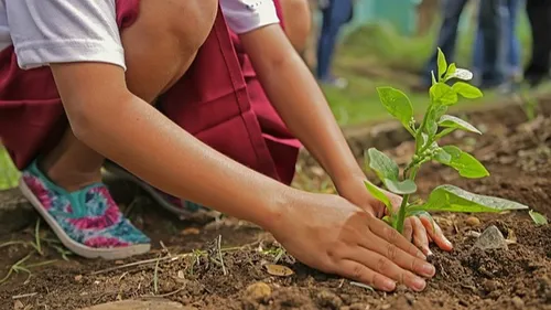 Environnement : 800 arbres plantés par des enfants dans l’Hérault