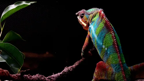 Nîmes : Record absolu de fréquentation pour les Reptiliades