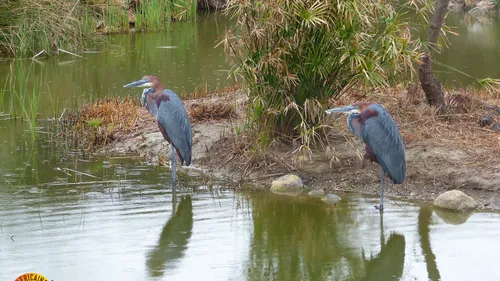 Aude: Pour ses 50 ans, la réserve Africaine de Sigean va gâter ses...