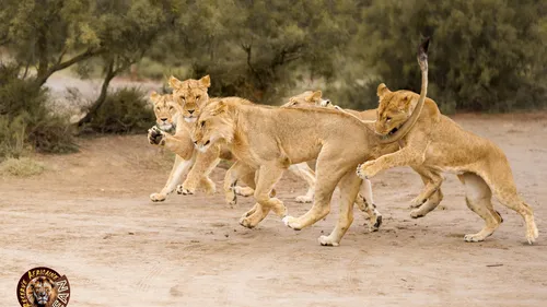 Sigean : La réserve africaine ouvre ses portes aux enfants du...