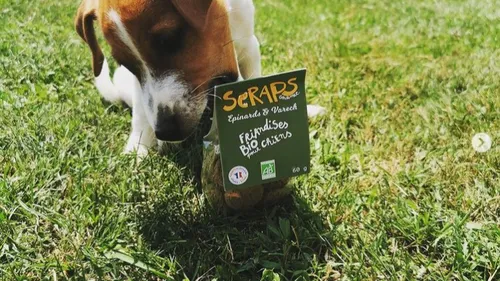 Occitanie : des friandises pour chien à base de pains bio récupérés...