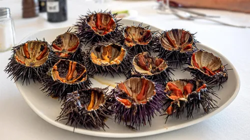 Les Oursinades arrivent à Canet-en-Roussillon