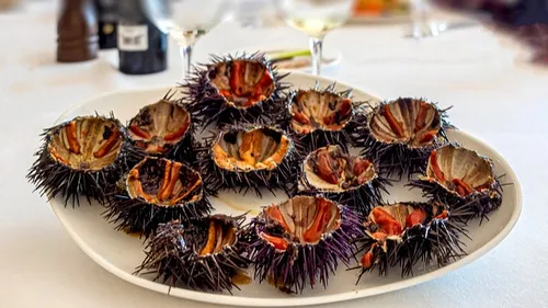 Occitanie : plusieurs oursinades organisées ces prochaines semaines