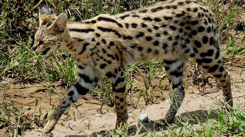 Un serval capturé à Nîmes