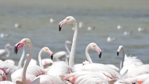 Sigean : la réserve africaine finance des associations locales,...