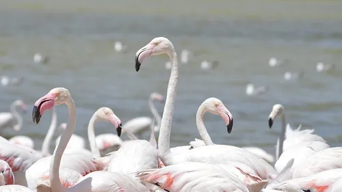 Aude : la Réserve Africaine de Sigean rouvre ce lundi