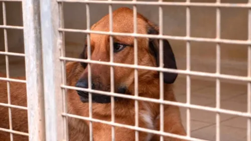 Montpellier : face à une situation alarmante, la SPA lance un SOS