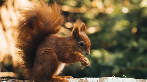 Hérault : le département récompensé pour son déploiement de ponts à...