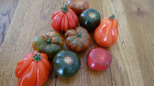 La tomate, vedette d'un festival ce dimanche près de Montpellier