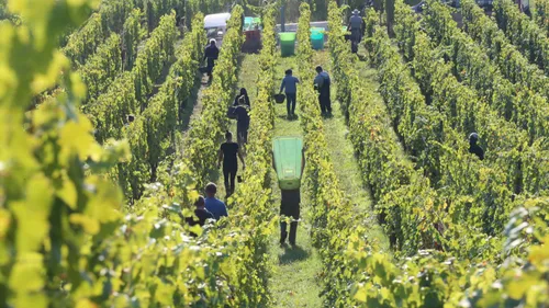 Le retour dans l'Hérault des vendanges solidaires