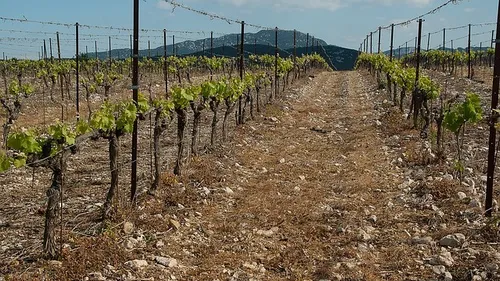 Pic Saint-Loup : la remise du trophée ce mardi pour la grande...