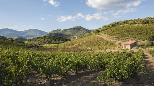 L'œnotourisme, activité qui se développe dans le sud