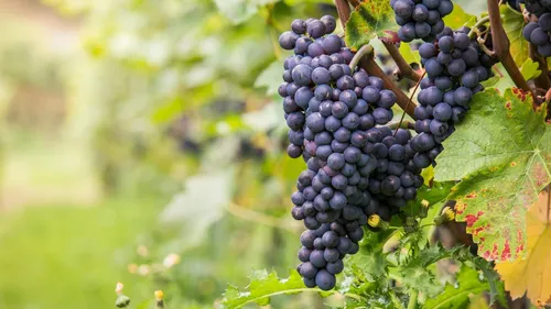 Des vendanges historiquement basses en 2021