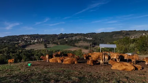 Ça vaut le détour : La limousine