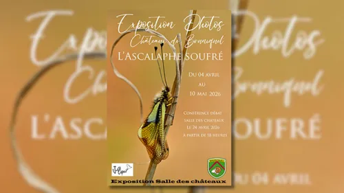 Châteaux de Bruniquel (82) : l'ascalaphe soufré ; exposition photos...