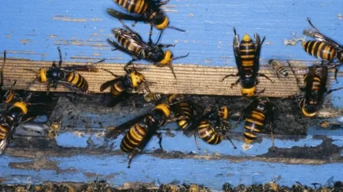 Frelon asiatique : le plan du gouvernement déjà jugé insuffisant