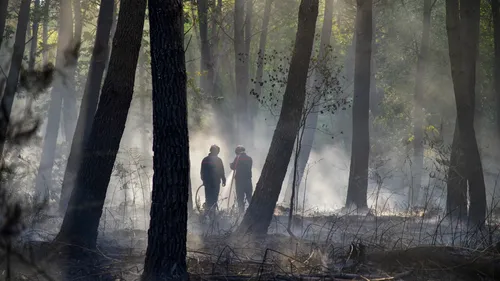 Vendée : un hectare de forêt détruit par un incendie